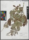 Foto von Salix turanica Nasarow